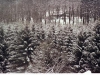 fruehjahr_schnee